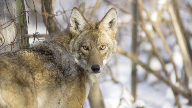 New season will allow coyotes in Michigan to be killed year-round